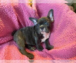 French Bulldog Puppy for sale in BOSTON, MA, USA