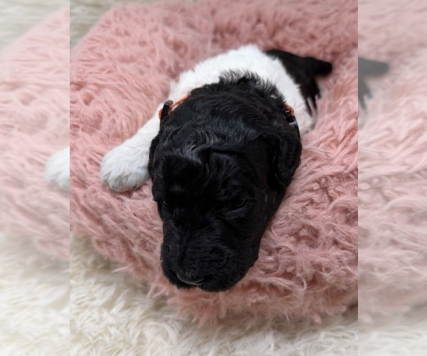 Medium Photo #16 Goldendoodle Puppy For Sale in PIERSON, FL, USA