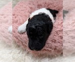 Small Photo #16 Goldendoodle Puppy For Sale in PIERSON, FL, USA