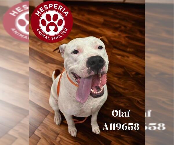 Medium Photo #1 Dogo Argentino Puppy For Sale in HESPERIA, CA, USA
