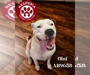 Dogo Argentino Dogs for adoption in HESPERIA, CA, USA