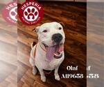 Small Dogo Argentino