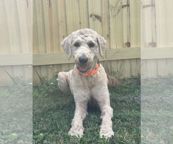 Medium Photo #1 Poodle (Standard) Puppy For Sale in Valrico, FL, USA