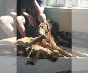 Father of the Labrador Retriever puppies born on 11/08/2025