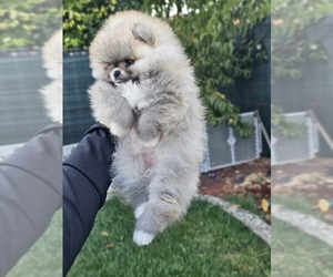 Pomeranian Puppy for sale in AUBERRY, CA, USA