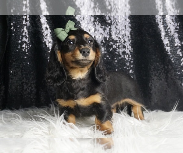 Medium Photo #5 Dachshund Puppy For Sale in WARSAW, IN, USA