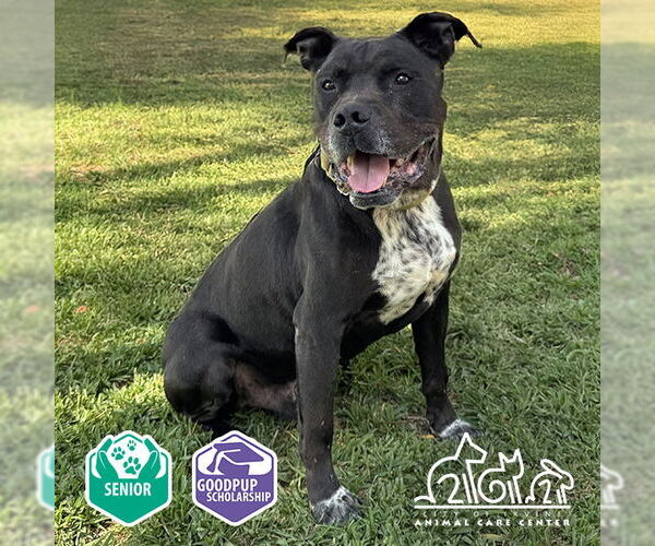 Medium Photo #4 American Pit Bull Terrier Puppy For Sale in Irvine, CA, USA