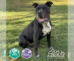 Small #3 American Pit Bull Terrier