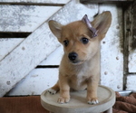 Small Photo #5 Pembroke Welsh Corgi-Pomeranian Mix Puppy For Sale in HONEY BROOK, PA, USA