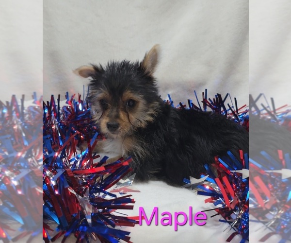 Medium Photo #2 Yorkshire Terrier Puppy For Sale in AZLE, TX, USA