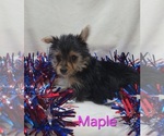 Small #1 Yorkshire Terrier