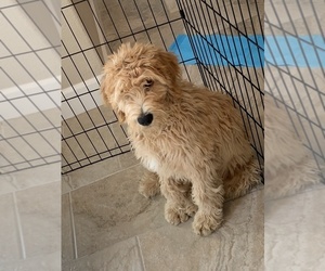 Goldendoodle Puppy for sale in FREMONT, CA, USA