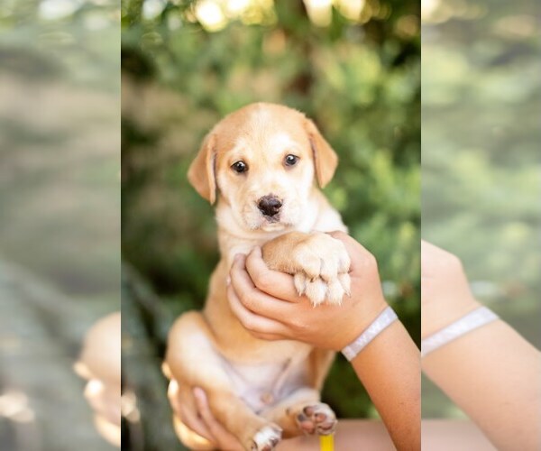 Medium Photo #2 Mutt Puppy For Sale in San Diego, CA, USA
