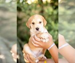 Small #1 Mutt