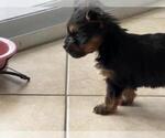 Small Photo #4 Yorkshire Terrier Puppy For Sale in HALLANDALE BEACH, FL, USA