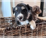 Small Photo #2 Australian Shepherd Puppy For Sale in SPRINGDALE, WA, USA