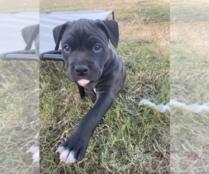 American Pit Bull Terrier Puppy for sale in ELGIN, TX, USA