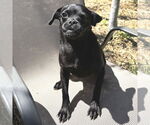 Small Pug