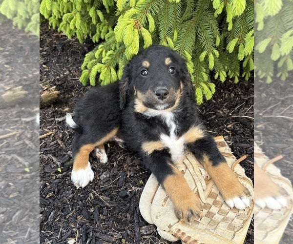 Medium Photo #3 Bernedoodle Puppy For Sale in MIDDLEBURY, IN, USA