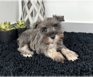 Schnauzer (Miniature) Puppy for sale in FRANKLIN, IN, USA