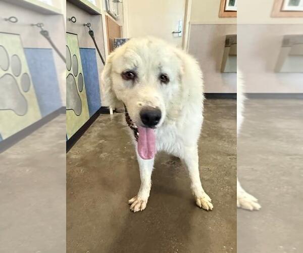 Medium Photo #1 Great Pyrenees-Unknown Mix Puppy For Sale in Rockwall, TX, USA