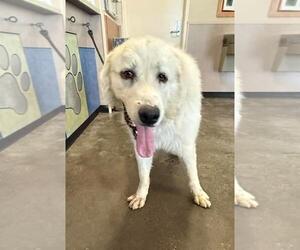Great Pyrenees-Unknown Mix Dogs for adoption in Rockwall, TX, USA