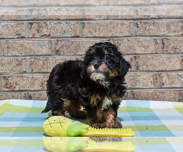 Medium Photo #3 Havapoo Puppy For Sale in GUTHRIE, KY, USA