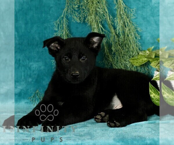Medium Photo #3 German Shepherd Dog Puppy For Sale in PARADISE, PA, USA