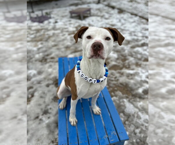 Medium Photo #9 Mutt Puppy For Sale in Evansville, IN, USA