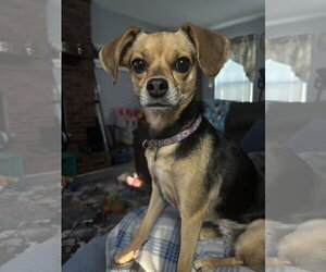 Chihuahua-Unknown Mix Dogs for adoption in Alexandria, KY, USA