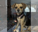 Small Chihuahua Mix