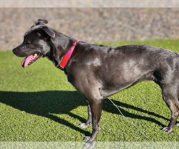 Medium Photo #27 Blue Lacy-Unknown Mix Puppy For Sale in Rosenberg, TX, USA