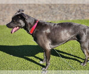 KangaRoo - Female Blue Lacy-Unknown Mix Dog for Adoption - Photo #27