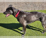 Small #26 Blue Lacy Mix