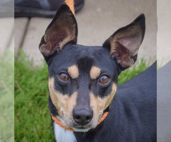 Medium Photo #5 American Rat Pinscher Puppy For Sale in Huntley, IL, USA