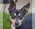 Small #4 American Rat Pinscher