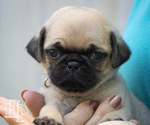 Puppy Gus Pug