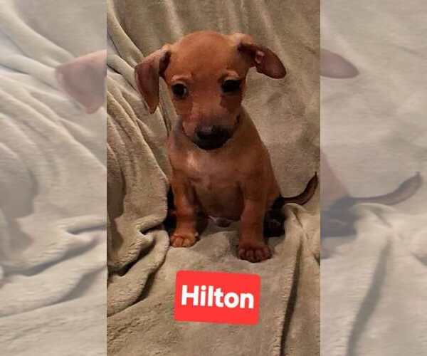Medium Photo #1 Chipin Puppy For Sale in Aurora, IN, USA