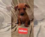 Hotel : Hilton - Male Chipin Dog for Adoption - Small photo