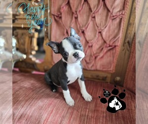 Boston Terrier Puppy for sale in LAKELAND, FL, USA