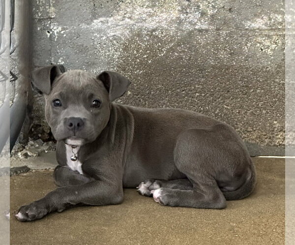 Medium Photo #2 Bulldog-Unknown Mix Puppy For Sale in Sanford, FL, USA