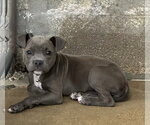 Small #1 Bulldog Mix