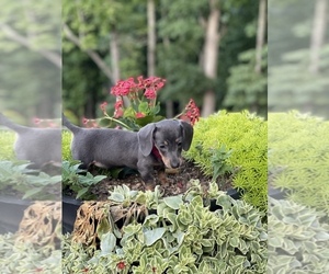 Dachshund Puppy for sale in LOBELVILLE, TN, USA