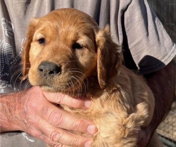 Medium Photo #1 Golden Retriever Puppy For Sale in LAMAR, CO, USA