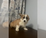 Small #30 Pembroke Welsh Corgi