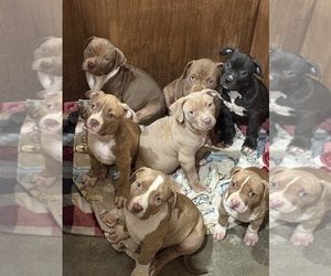 American Bully Puppy for Sale in LOCUST, North Carolina USA