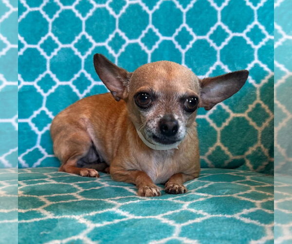 Medium Photo #4 Chihuahua-Unknown Mix Puppy For Sale in Pacolet, SC, USA