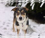 Small #5 Australian Shepherd Mix