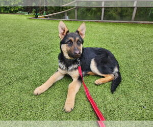 German Shepherd Dog Dogs for adoption in Seattle, WA, USA