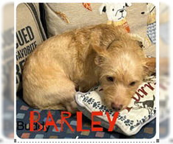 Medium Photo #1 Chiweenie Puppy For Sale in Ellijay, GA, USA